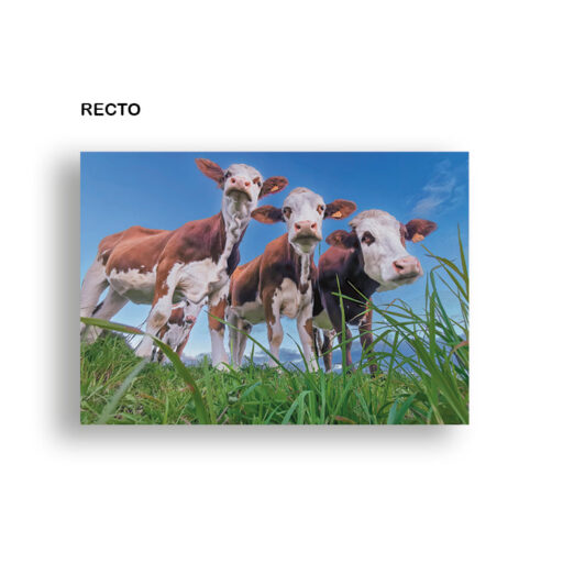 1 Carte postale  : "Vaches de Haute-Loire" 10 x 15 cm – Image 2